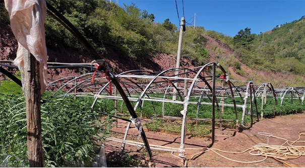 紫胶原料基地